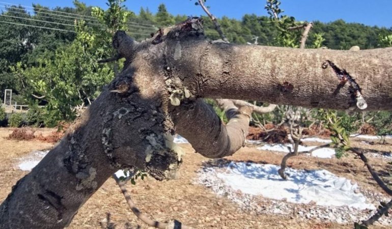 Beyaz altında 11 yıl sonra hasat heyecanı: Kilosu 35 bin liradan satılıyor