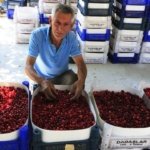 Civril039de-Kizilcik-hasadi-basladi-featured