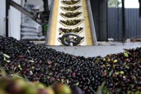 Egenin-zeytin-merkezinde-dikkat-ceken-gelisme-40-yillik-sirket-icin-konkordato-karari-featured
