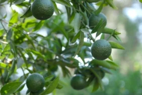 Bodrumun-Yesil-Altini-Icin-Yeni-Donem-featured