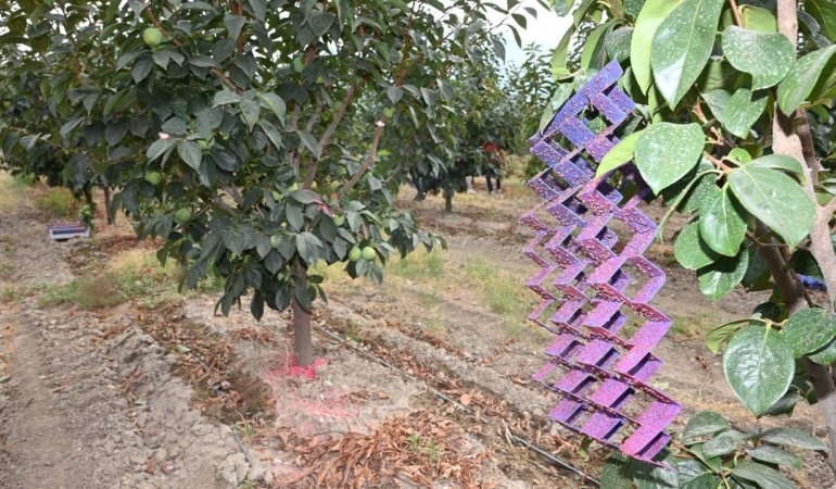 Denizli’de 500 bin steril erkek böcek doğaya bırakıldı