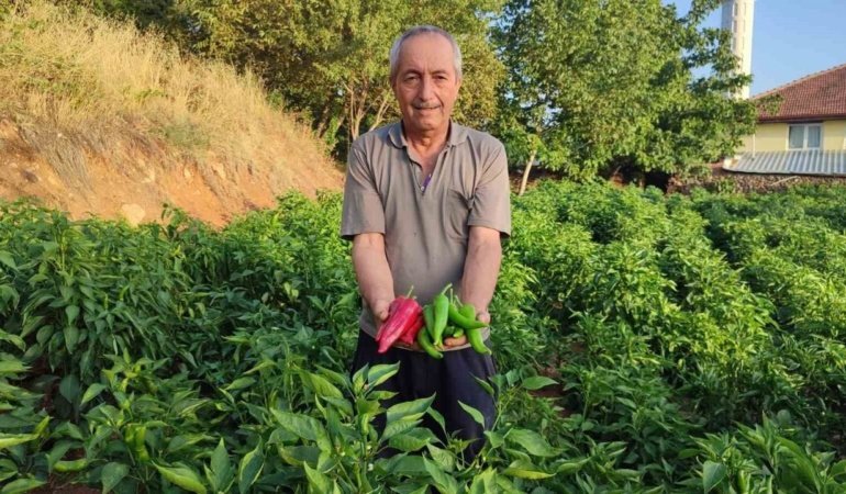 Kayaca biberde sezonun son hasadı başladı