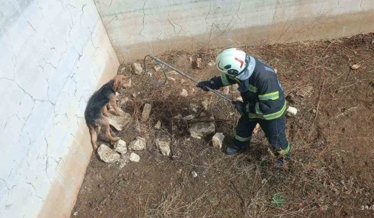 Kuru havuzda mahsur kalan köpek kurtarıldı