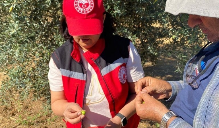 Manisa’da zeytin üreticilerine “Zeytin sineği” uyarısı