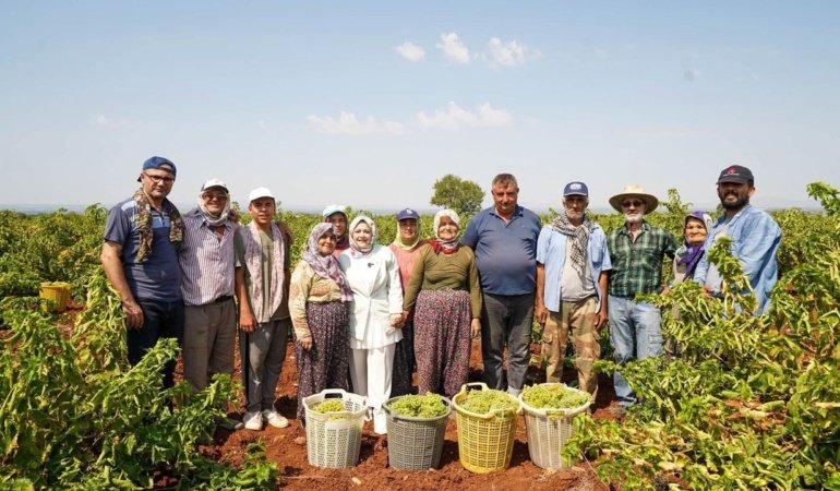 Milletvekili Ün: Çal üzümü bir bardak çay fiyatına düştü