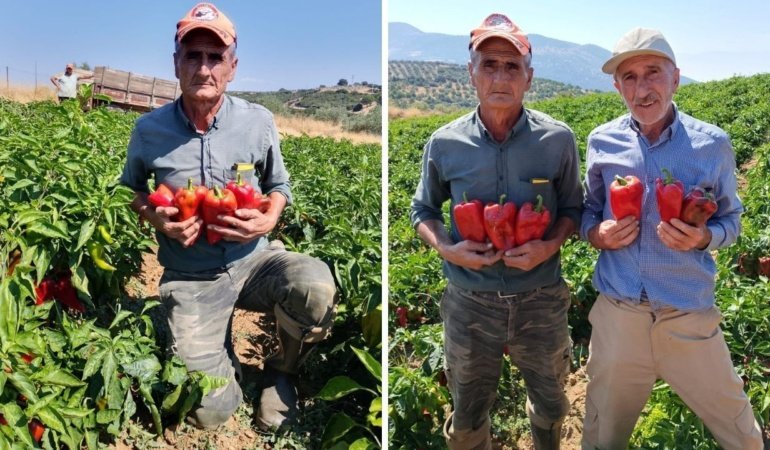 Salihli'de kapya biberde hasat zamanı
