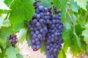 Uzum-ureticisinin-emegine-Devlet-guvencesi-featured