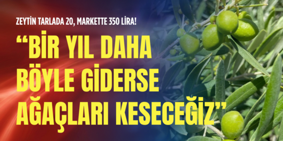 Zeytin-tarlada-20-markette-350-lira-Bir-yil-daha-boyle-giderse-agaclari-kesecegiz-featured